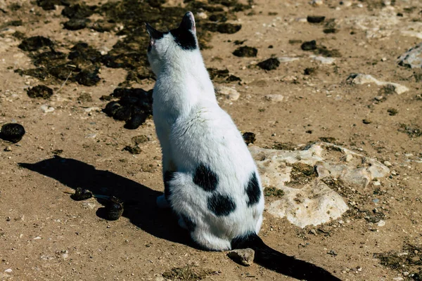 Paphos Chypre Mars 2020 Vue Chat Domestique Abandonné Vivant Dans — Photo