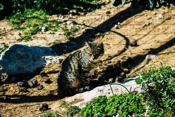 Пафос Кипр Марта 2020 Вид Брошенной Домашней Кошки Живущей Улицах — стоковое фото
