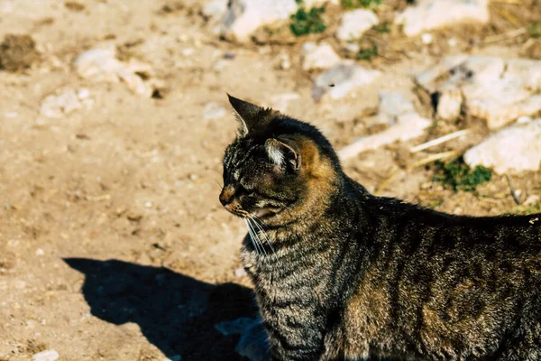 Paphos Cipro Marzo 2020 Veduta Del Gatto Domestico Abbandonato Che — Foto Stock