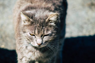 Paphos Kıbrıs Rum Kesimi 08 Mart 2020 Paphos sokaklarında yaşayan terk edilmiş evcil kedi manzarası