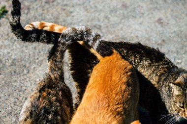 Paphos Kıbrıs Rum Kesimi 08 Mart 2020 Paphos sokaklarında yaşayan terk edilmiş evcil kedi manzarası