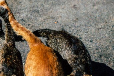 Paphos Kıbrıs Rum Kesimi 08 Mart 2020 Paphos sokaklarında yaşayan terk edilmiş evcil kedi manzarası