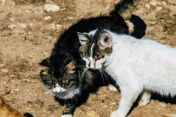 Paphos Chipre Março 2020 Vista Gato Doméstico Abandonado Que Vive — Fotografia de Stock