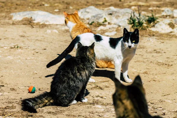 Paphos Chipre Março 2020 Vista Gato Doméstico Abandonado Que Vive — Fotografia de Stock