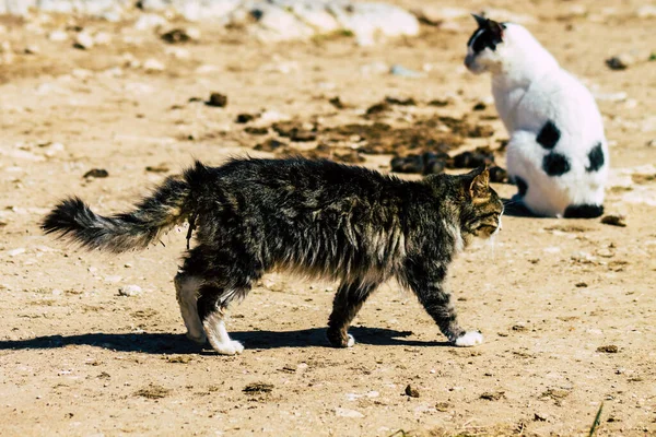 Paphos Cyprus March 2020 View Abandoned Domestic Cat Living Streets — 图库照片