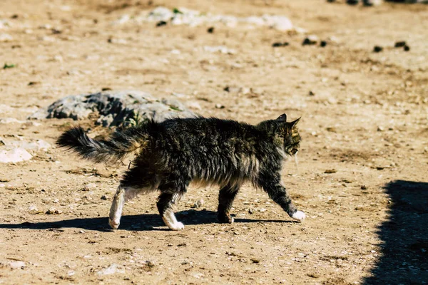 Paphos Chipre Março 2020 Vista Gato Doméstico Abandonado Que Vive — Fotografia de Stock