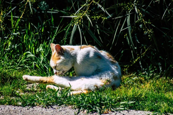Paphos Cyprus March 2020 View Abandoned Domestic Cat Living Streets — Stock Photo, Image
