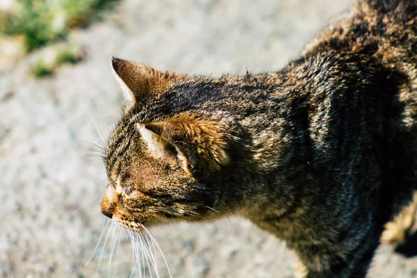 Paphos Ciprus Március 2020 View Abandoned Domestic Cat Living Streets — Stock Fotó