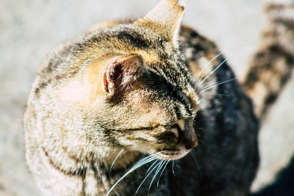 Paphos Chipre Março 2020 Vista Gato Doméstico Abandonado Que Vive — Fotografia de Stock