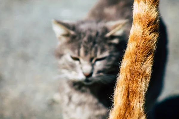 Paphos Chipre Março 2020 Vista Gato Doméstico Abandonado Que Vive — Fotografia de Stock