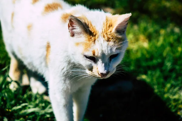 Paphos Ciprus Március 2020 View Abandoned Domestic Cat Living Streets — Stock Fotó