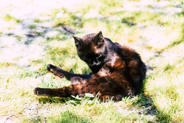 Paphos Chipre Março 2020 Vista Gato Doméstico Abandonado Que Vive — Fotografia de Stock