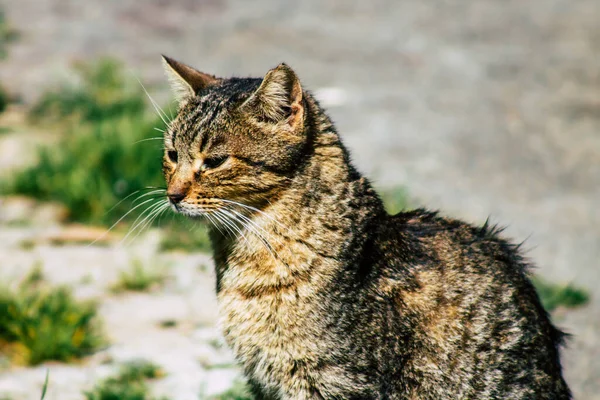 Paphos Ciprus Március 2020 View Abandoned Domestic Cat Living Streets — Stock Fotó