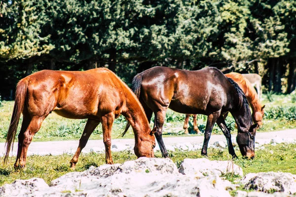 Paphos Cyprus March 2020 View Various Horses Living Countryside Paphos — Stock Photo, Image