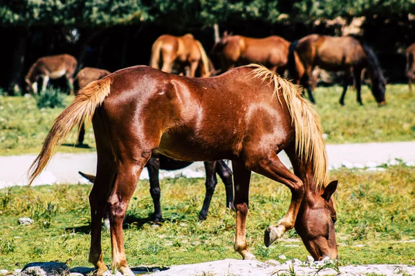 Paphos Zypern März 2020 Blick Auf Verschiedene Pferde Die Der — Stockfoto