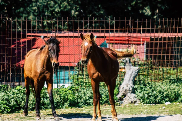 Paphos Cyprus March 2020 View Various Horses Living Countryside Paphos — Stock Photo, Image