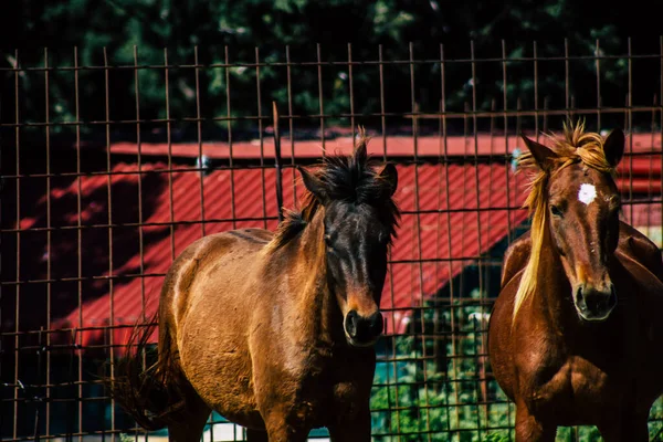 Paphos Chipre Março 2020 Vista Vários Cavalos Que Vivem Campo — Fotografia de Stock