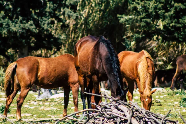 Paphos Chipre Marzo 2020 Vista Varios Caballos Que Viven Campo — Foto de Stock