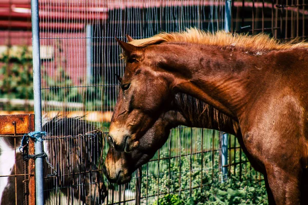 Paphos Chipre Marzo 2020 Vista Varios Caballos Que Viven Campo — Foto de Stock