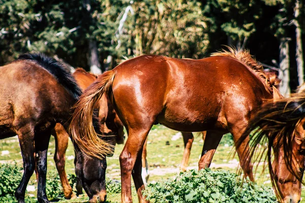 Paphos Chipre Marzo 2020 Vista Varios Caballos Que Viven Campo — Foto de Stock