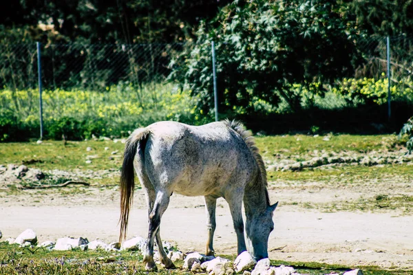 Paphos Chipre Marzo 2020 Vista Varios Caballos Que Viven Campo — Foto de Stock