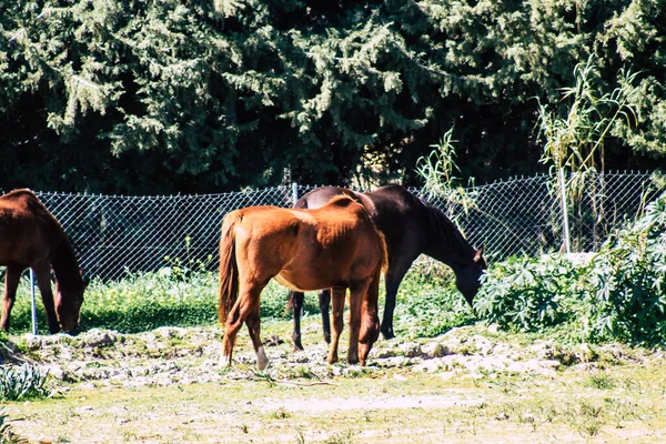 Paphos Cyprus March 2020 View Various Horses Living Countryside Paphos — Stock Photo, Image