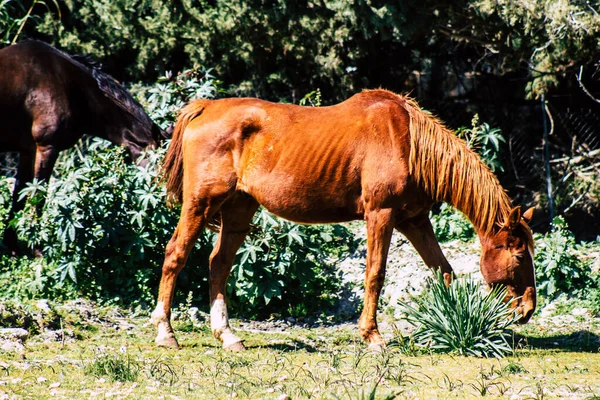 Paphos Zypern März 2020 Blick Auf Verschiedene Pferde Die Der — Stockfoto