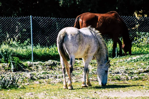 Paphos Chipre Marzo 2020 Vista Varios Caballos Que Viven Campo — Foto de Stock