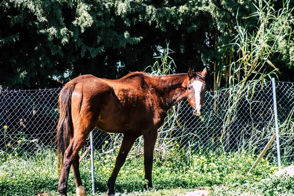 Paphos Cyprus March 2020 View Various Horses Living Countryside Paphos — Stock Photo, Image