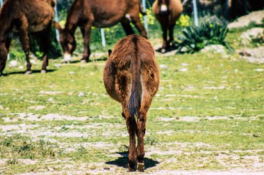 Paphos Kıbrıs Rum Kesimi 08 Mart 2020 Paphos kırsalında yaşayan çeşitli eşeklerin manzarası