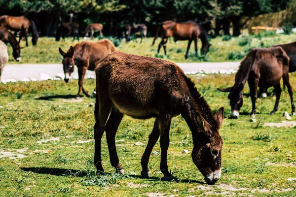 Paphos Chipre Marzo 2020 Vista Varios Burros Que Viven Campo — Foto de Stock