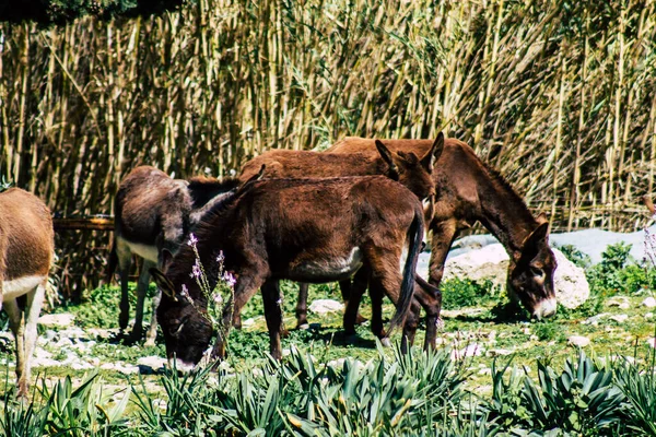 Paphos Chipre Marzo 2020 Vista Varios Burros Que Viven Campo — Foto de Stock