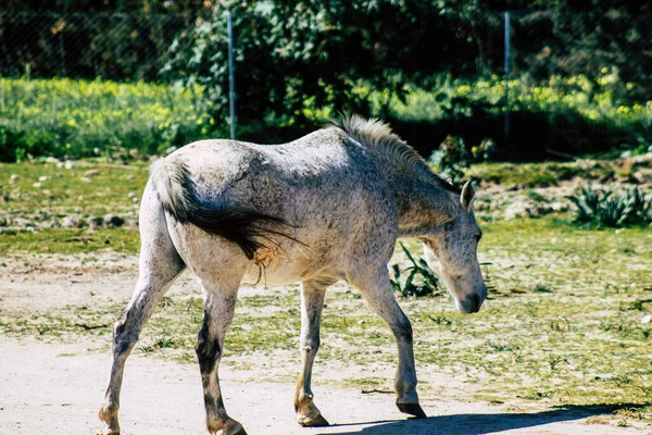 Paphos Chipre Março 2020 Vista Vários Burros Que Vivem Campo — Fotografia de Stock