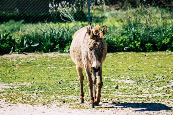 Paphos Zypern März 2020 Blick Auf Verschiedene Esel Die Der — Stockfoto