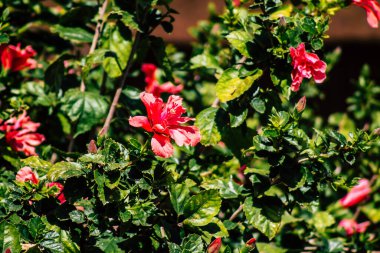 Paphos Kıbrıs Rum Kesimi 08 Mart 2020 'de Kıbrıs' ta Paphos sokaklarında büyüyen çeşitli çiçeklerin manzarası