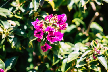 Paphos Kıbrıs Rum Kesimi 08 Mart 2020 'de Kıbrıs' ta Paphos sokaklarında büyüyen çeşitli çiçeklerin manzarası