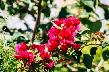 Paphos Kıbrıs Rum Kesimi 08 Mart 2020 'de Kıbrıs' ta Paphos sokaklarında büyüyen çeşitli çiçeklerin manzarası