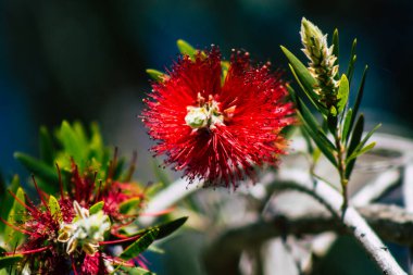 Paphos Kıbrıs Rum Kesimi 08 Mart 2020 'de Kıbrıs' ta Paphos sokaklarında büyüyen çeşitli çiçeklerin manzarası