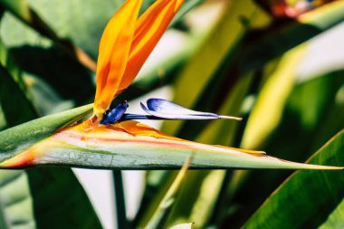Paphos Kıbrıs Rum Kesimi 08 Mart 2020 'de Kıbrıs' ta Paphos sokaklarında büyüyen çeşitli çiçeklerin manzarası