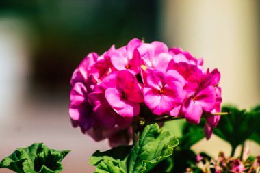 Paphos Kıbrıs Rum Kesimi 08 Mart 2020 'de Kıbrıs' ta Paphos sokaklarında büyüyen çeşitli çiçeklerin manzarası