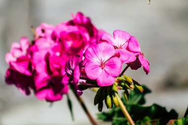 Paphos Kıbrıs Rum Kesimi 08 Mart 2020 'de Kıbrıs' ta Paphos sokaklarında büyüyen çeşitli çiçeklerin manzarası