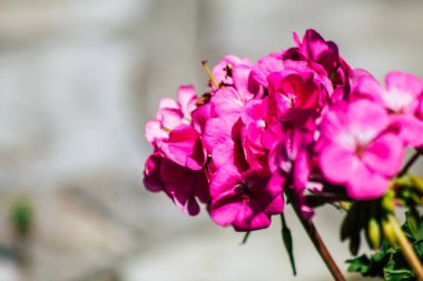 Paphos Kıbrıs Rum Kesimi 08 Mart 2020 'de Kıbrıs' ta Paphos sokaklarında büyüyen çeşitli çiçeklerin manzarası