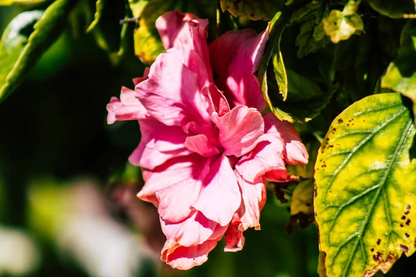 Paphos Chipre Março 2020 Vista Várias Flores Que Crescem Nas — Fotografia de Stock