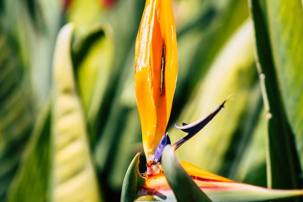 Paphos Cyprus March 2020 View Various Flowers Growing Streets Paphos — Stock Photo, Image