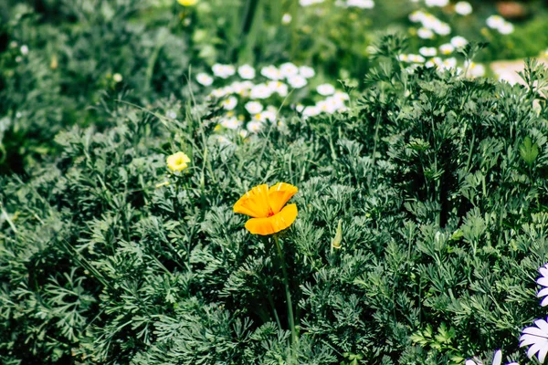 Paphos Chipre Março 2020 Vista Várias Flores Que Crescem Nas — Fotografia de Stock