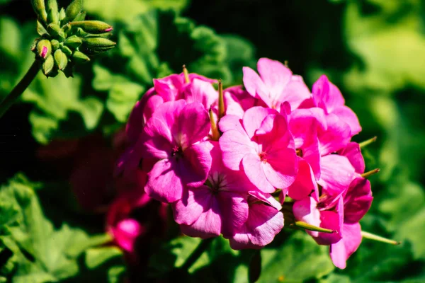 Paphos Chipre Março 2020 Vista Várias Flores Que Crescem Nas — Fotografia de Stock