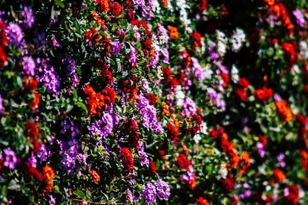 Paphos Chipre Marzo 2020 Vista Varias Flores Que Crecen Las — Foto de Stock