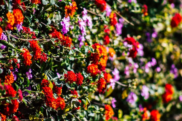 Paphos Cyprus Maart 2020 Zicht Diverse Bloemen Groeien Straten Van — Stockfoto