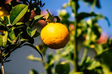 Paphos Kıbrıs Rum Kesimi 08 Mart 2020 'de Kıbrıs' ta Paphos sokaklarında büyüyen çeşitli limonların manzarası