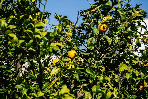 Paphos Zypern März 2020 Blick Auf Verschiedene Zitronen Die Den — Stockfoto